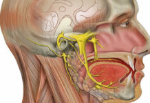 Head and neck anatomy platform