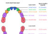 Teeth Eruption platform