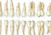 Dental Anatomy & Histology - Dentistry online